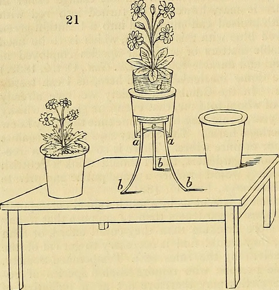 An illustration from The gardener's magazine and register of rural & domestic improvement, 1826, leaf 57
