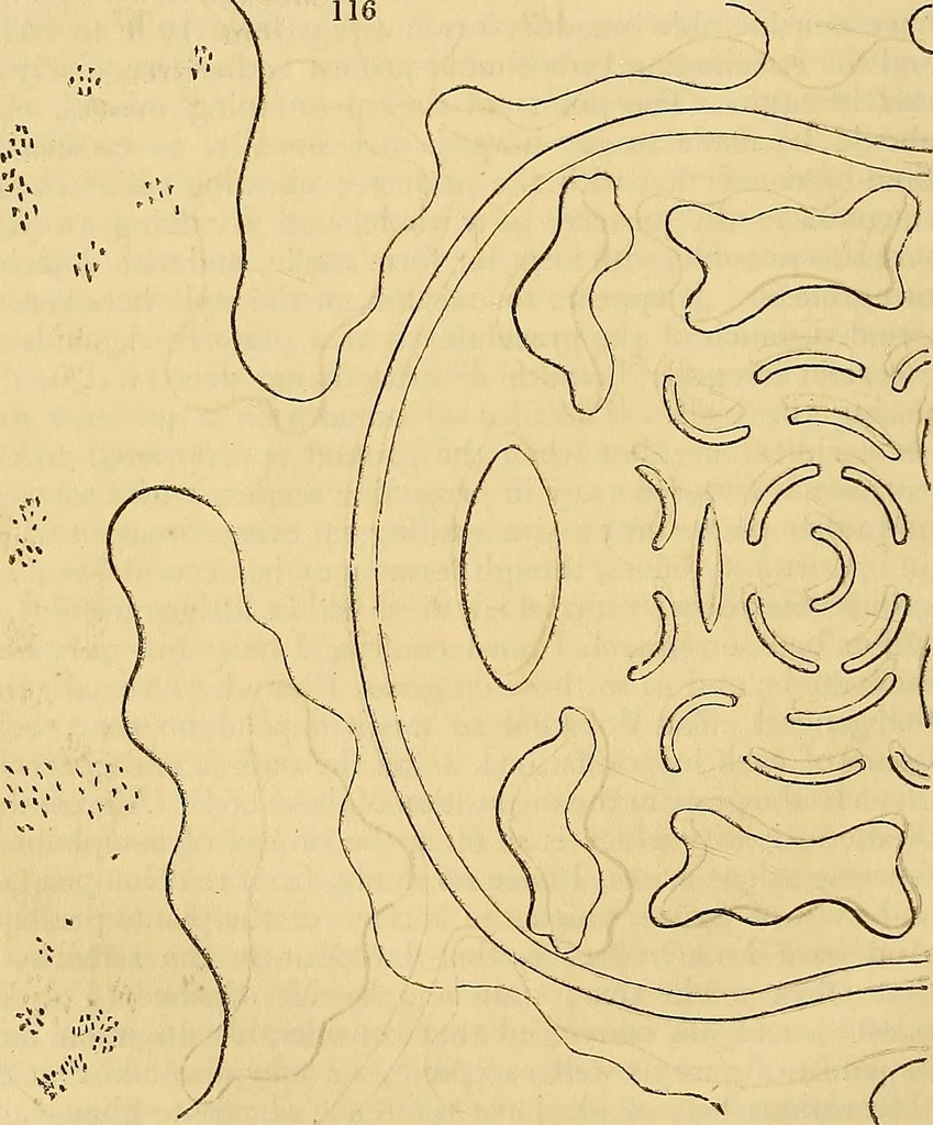 An illustration from The gardener's magazine and register of rural & domestic improvement, 1826, leaf 577
