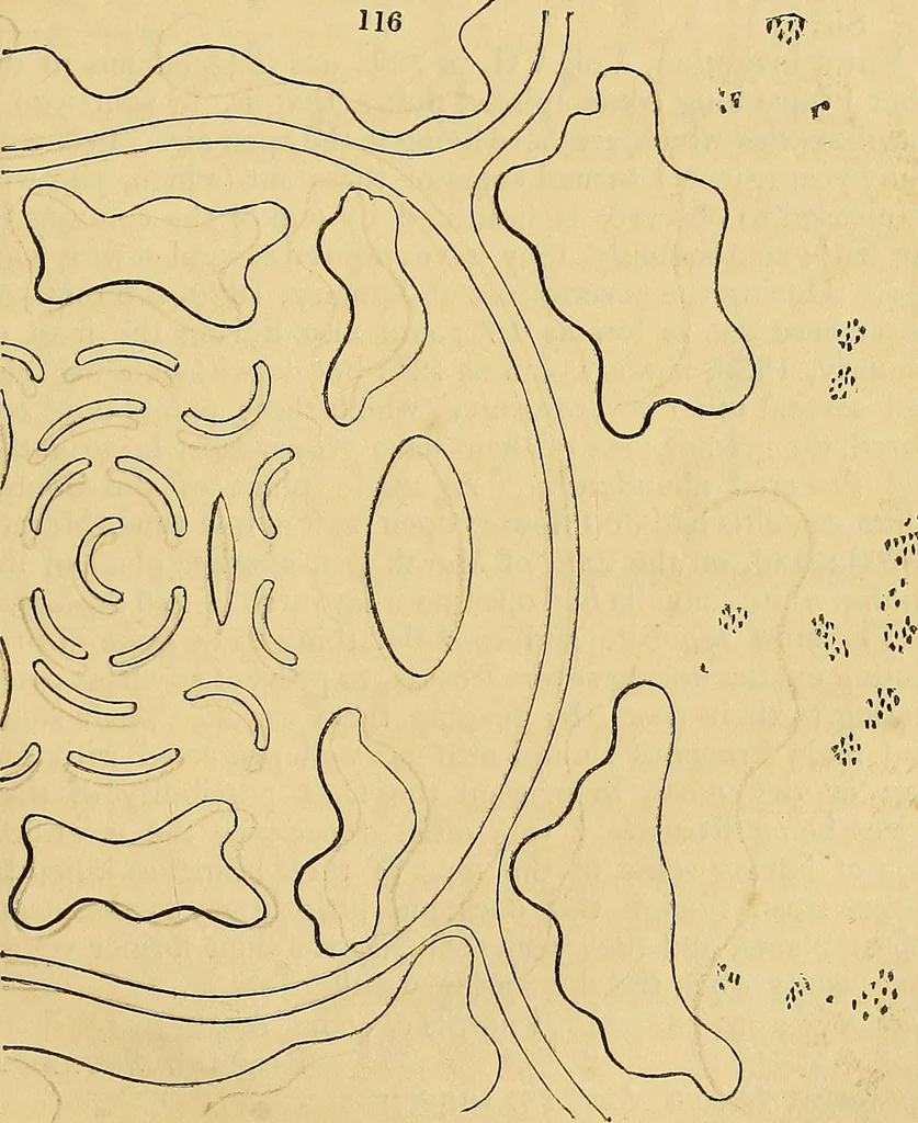 An illustration from The gardener's magazine and register of rural & domestic improvement, 1826, leaf 578