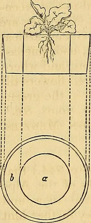An illustration from The gardener's magazine and register of rural & domestic improvement, 1826, leaf 585