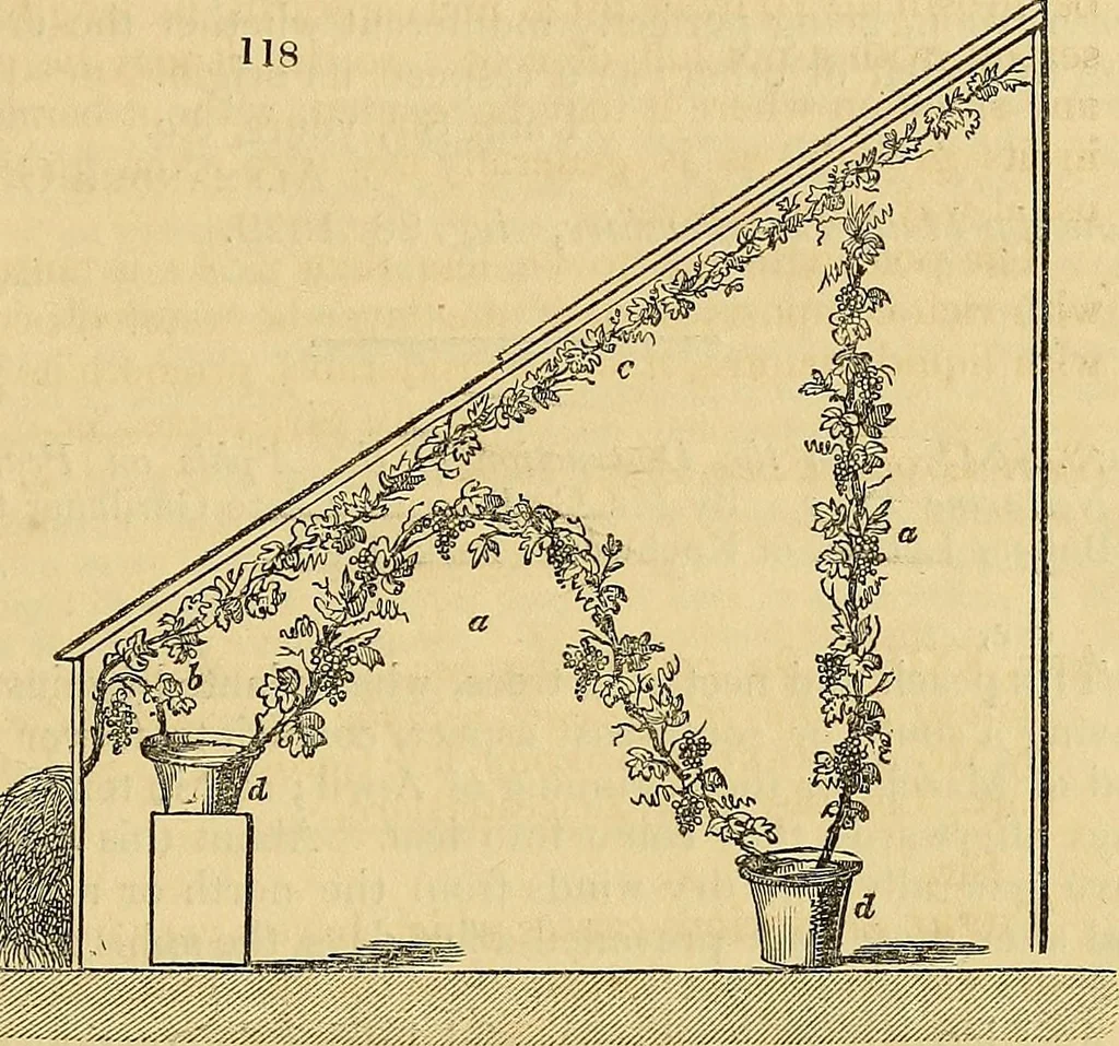 An illustration from The gardener's magazine and register of rural & domestic improvement, 1826, leaf 592