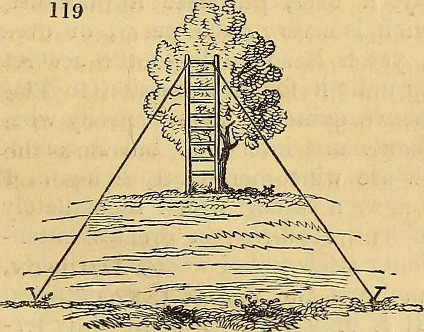 An illustration from The gardener's magazine and register of rural & domestic improvement, 1826, leaf 594