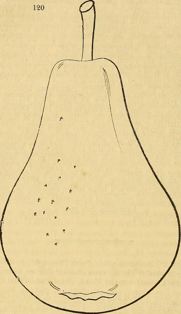An illustration from The gardener's magazine and register of rural & domestic improvement, 1826, leaf 601