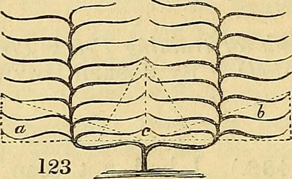 An illustration from The gardener's magazine and register of rural & domestic improvement, 1826, leaf 667