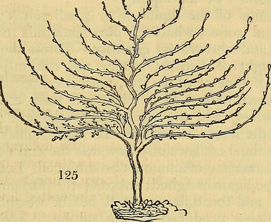 An illustration from The gardener's magazine and register of rural & domestic improvement, 1826, leaf 668