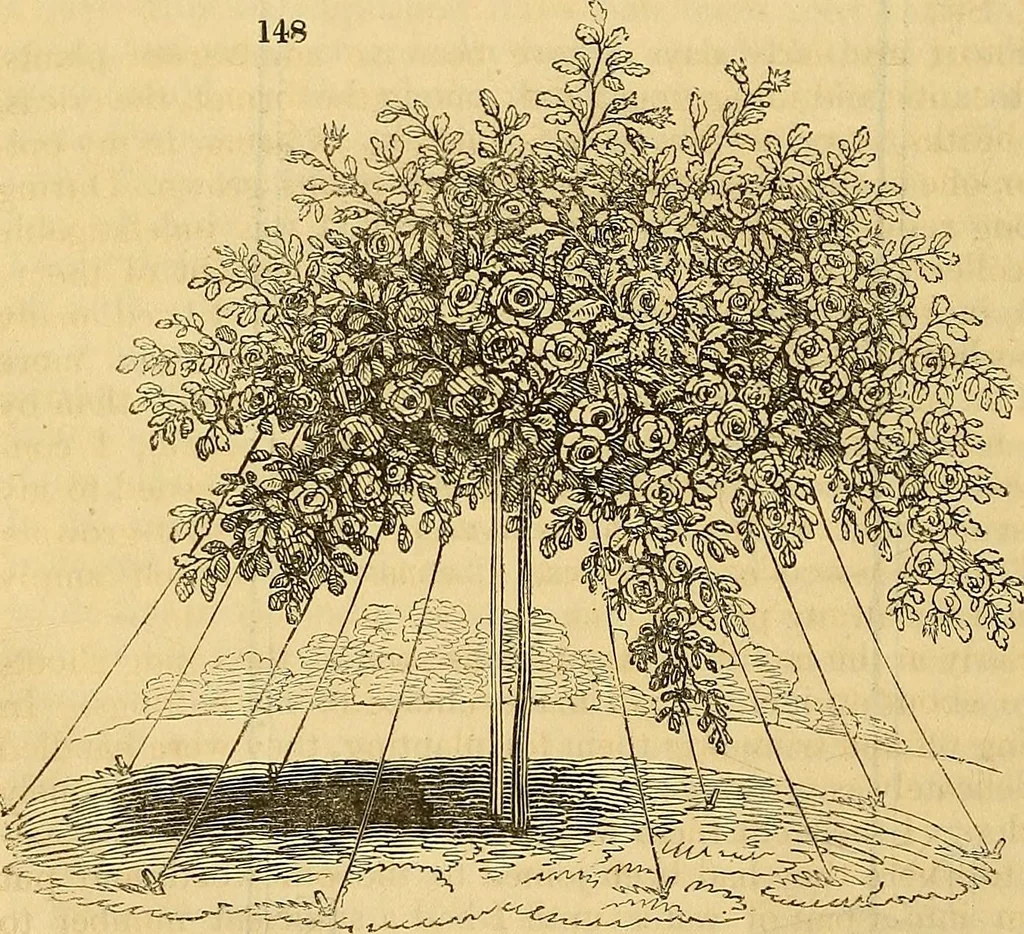 An illustration from The gardener's magazine and register of rural & domestic improvement, 1826, leaf 693