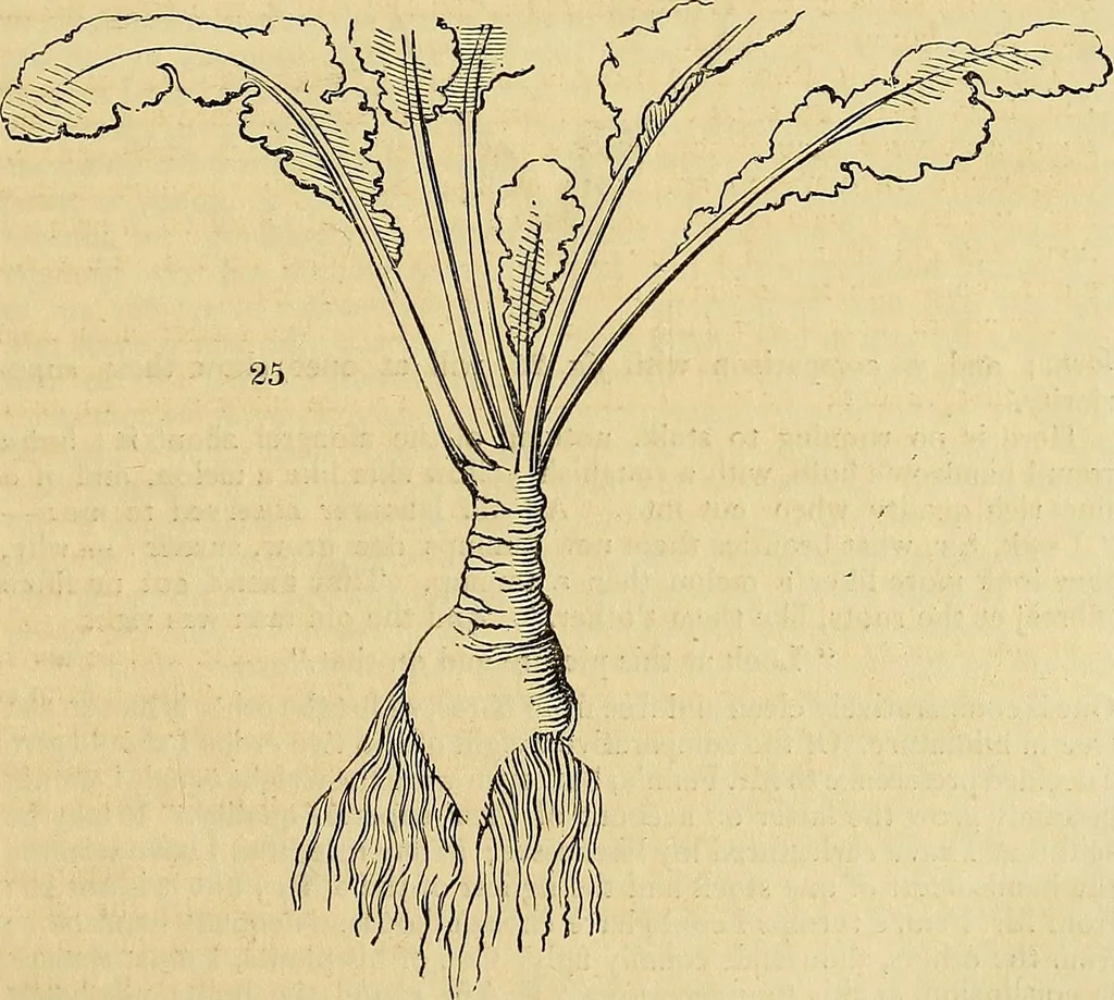 An illustration from The gardener's magazine and register of rural & domestic improvement, 1826, leaf 70