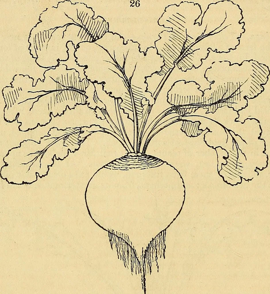 An illustration from The gardener's magazine and register of rural & domestic improvement, 1826, leaf 71