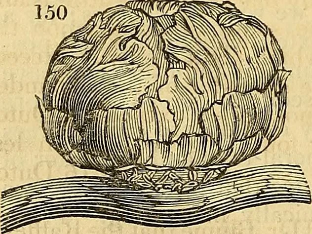 An illustration from The gardener's magazine and register of rural & domestic improvement, 1826, leaf 721