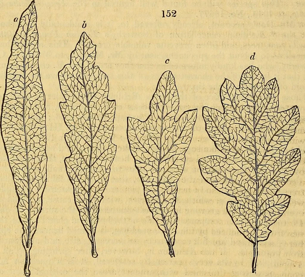 An illustration from The gardener's magazine and register of rural & domestic improvement, 1826, leaf 753