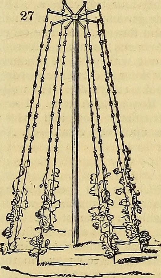 An illustration from The gardener's magazine and register of rural & domestic improvement, 1826, leaf 78