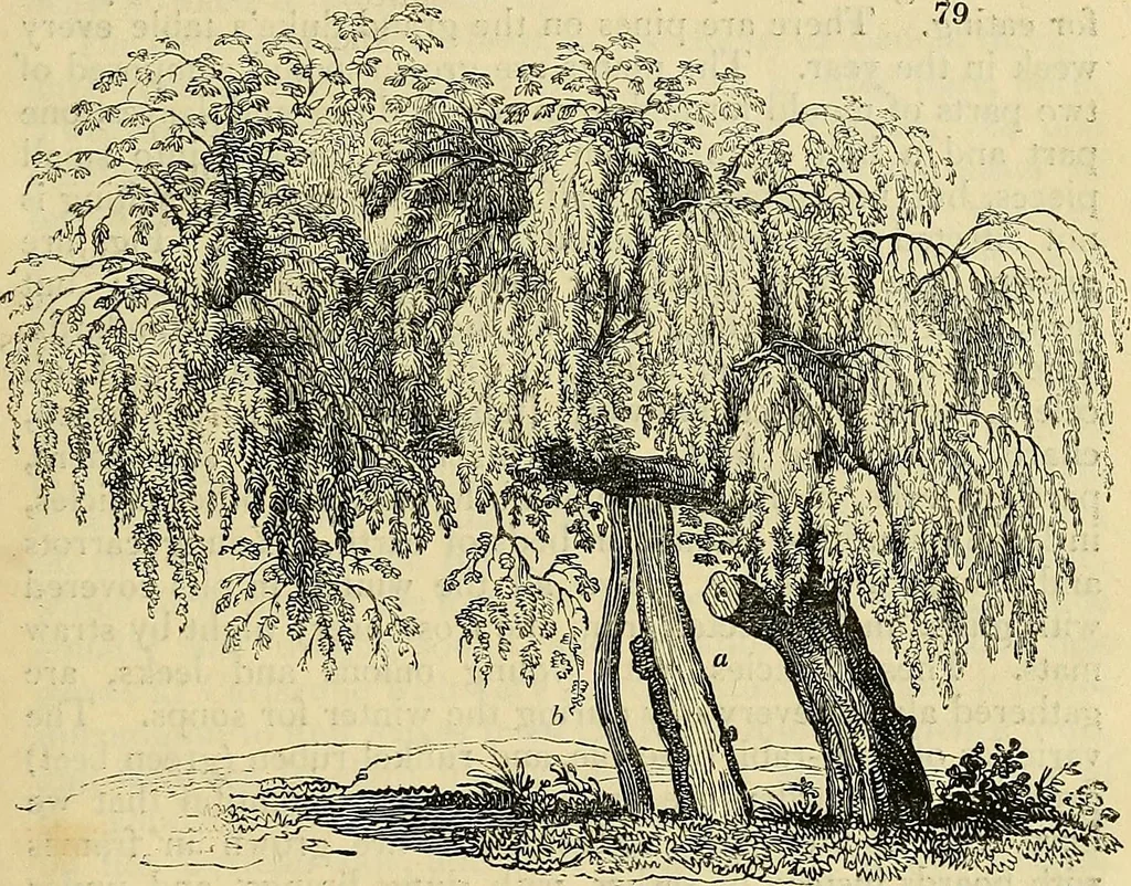An illustration from The gardener's magazine and register of rural & domestic improvement, 1826, leaf 277
