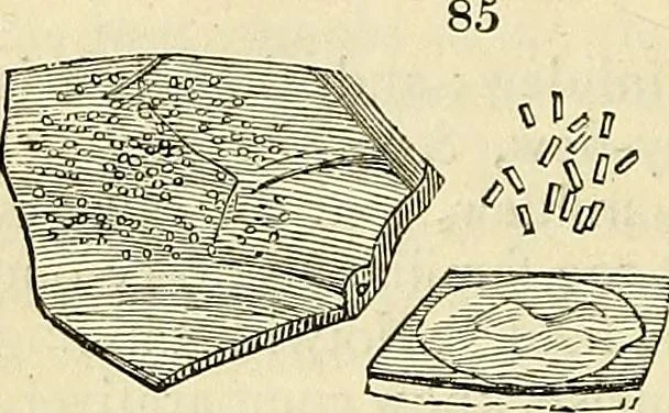 An illustration from The gardener's magazine and register of rural & domestic improvement, 1826, leaf 336