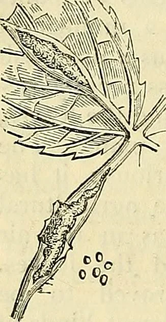 An illustration from The gardener's magazine and register of rural & domestic improvement, 1826, leaf 336