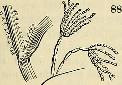 An illustration from The gardener's magazine and register of rural & domestic improvement, 1826, leaf 337