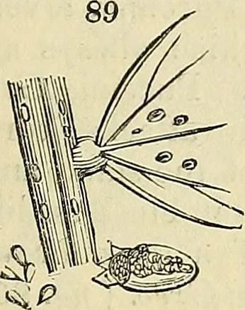 An illustration from The gardener's magazine and register of rural & domestic improvement, 1826, leaf 337