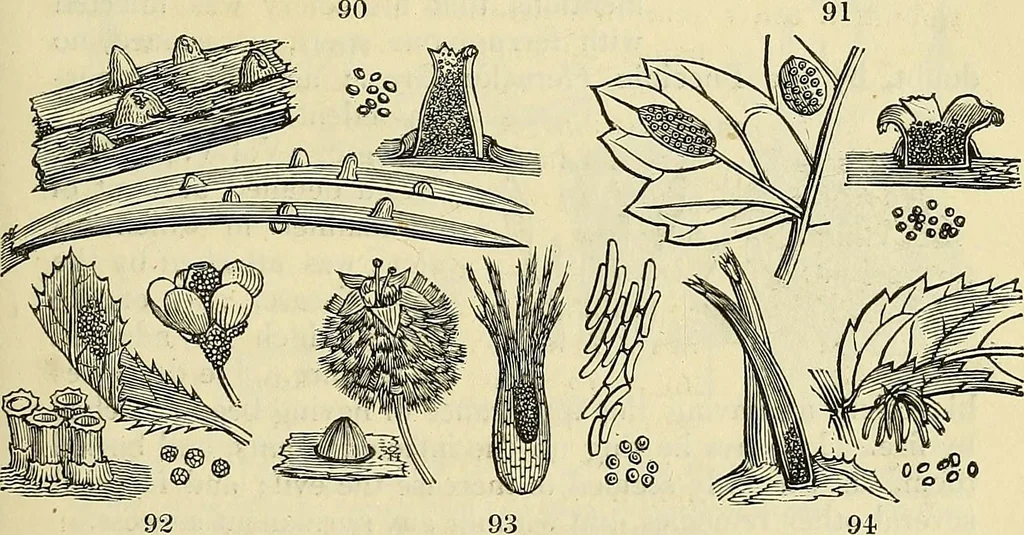 An illustration from The gardener's magazine and register of rural & domestic improvement, 1826, leaf 337