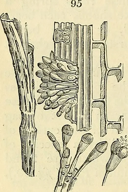 An illustration from The gardener's magazine and register of rural & domestic improvement, 1826, leaf 338