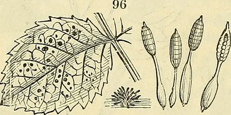 An illustration from The gardener's magazine and register of rural & domestic improvement, 1826, leaf 338