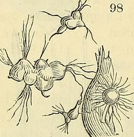 An illustration from The gardener's magazine and register of rural & domestic improvement, 1826, leaf 340
