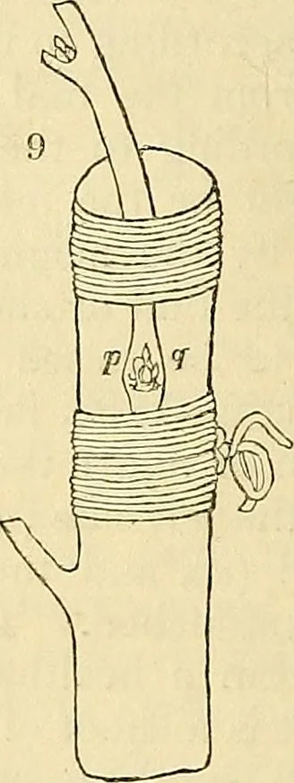 An illustration from The gardener's magazine and register of rural & domestic improvement, 1826, leaf 52