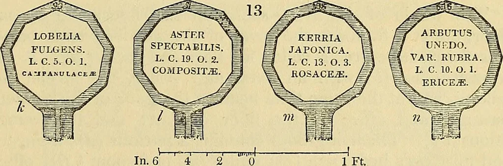 An illustration from The gardener's magazine and register of rural & domestic improvement, 1826, leaf 55