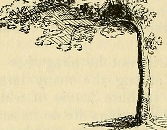 An illustration from The gardener's magazine and register of rural & domestic improvement, 1826, leaf 558