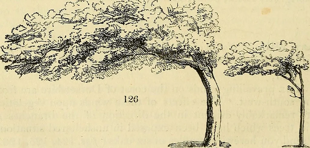 An illustration from The gardener's magazine and register of rural & domestic improvement, 1826, leaf 558