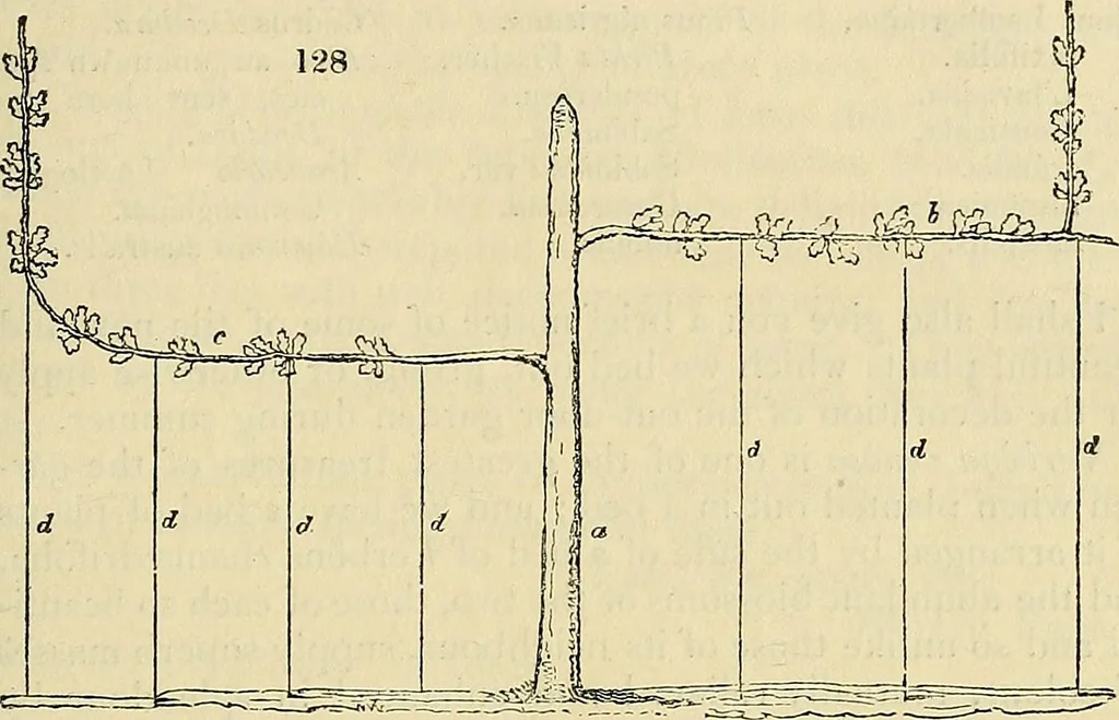 An illustration from The gardener's magazine and register of rural & domestic improvement, 1826, leaf 569