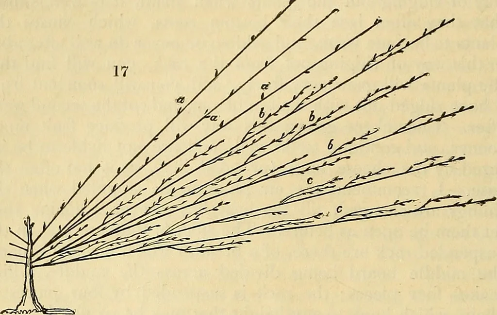 An illustration from The gardener's magazine and register of rural & domestic improvement, 1826, leaf 84