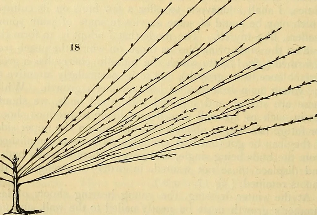 An illustration from The gardener's magazine and register of rural & domestic improvement, 1826, leaf 84