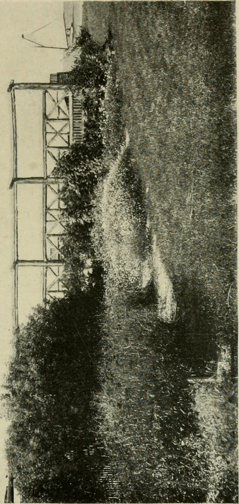 An illustration from The garden and its accessories, 1907, leaf 214