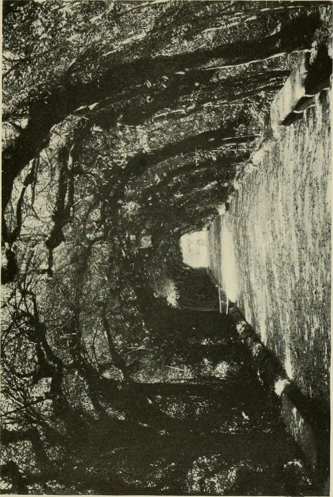 An illustration from The garden and its accessories, 1907, leaf 68