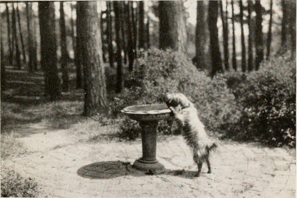 An illustration from The garden of experience, 1922, leaf 163