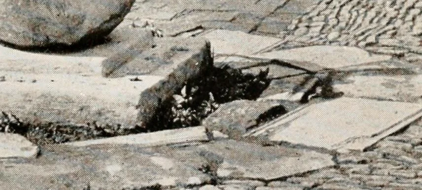 An illustration from The garden of experience, 1922, leaf 205