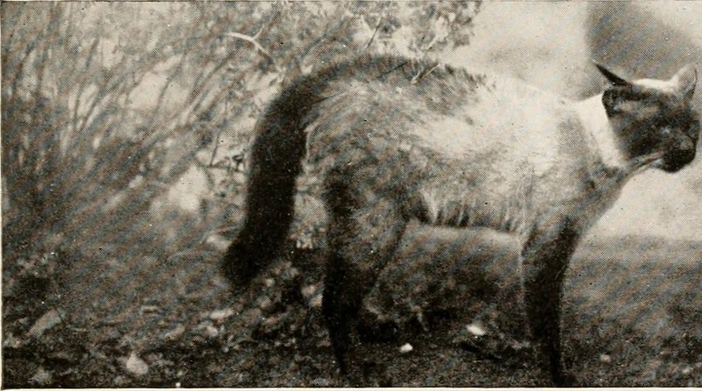 An illustration from The garden of experience, 1922, leaf 261