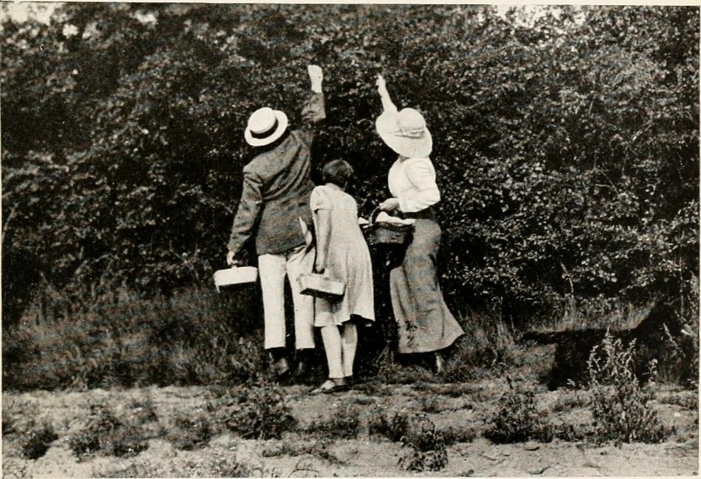 An illustration from The garden of experience, 1922, leaf 271