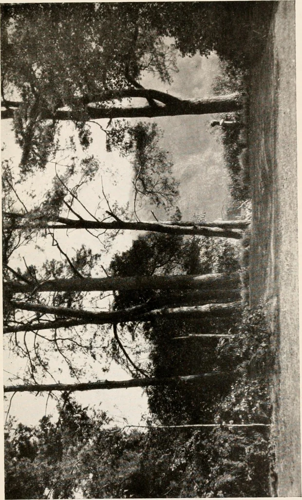 An illustration from The garden of experience, 1922, leaf 309