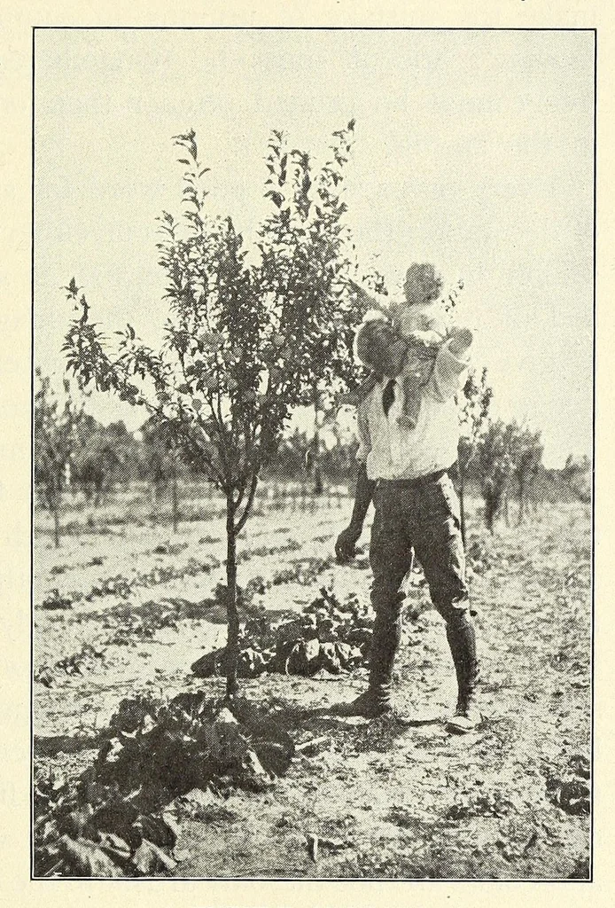 An illustration from Gardens and their meaning, 1911, leaf 125