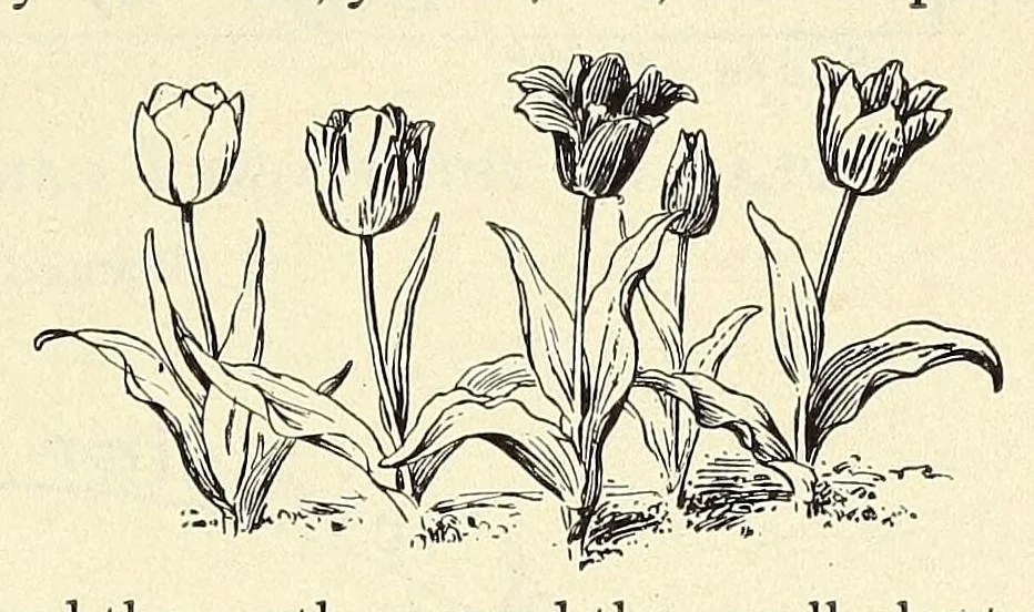 An illustration from Gardens and their meaning, 1911, leaf 207