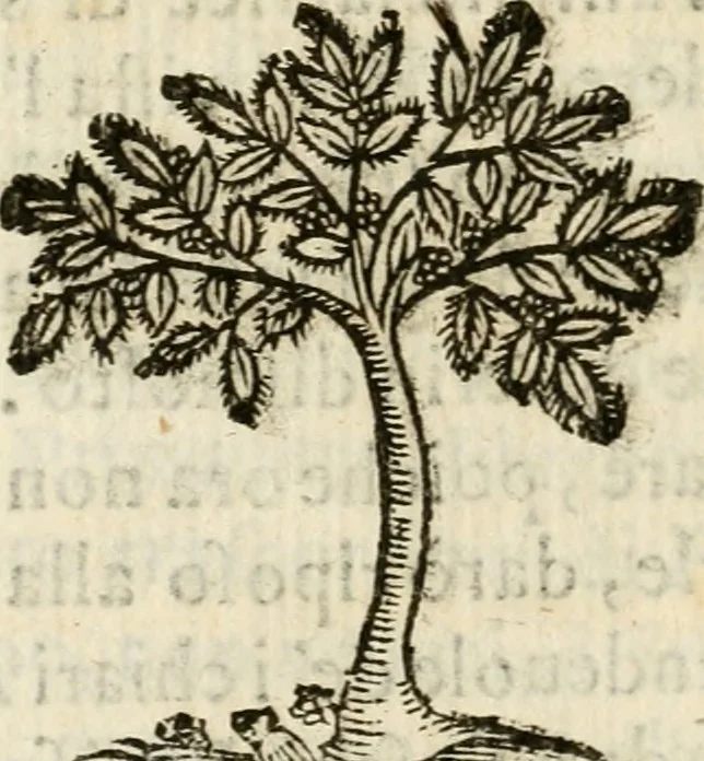 An illustration from Gareggiamento d'Amore e d'Imeneo, rappresentato in Elicona per le nozze delli ser.mi di Piacenza e Parma Odoardo Farnese e Margarita Medici : epitalamio, 1628, leaf 57