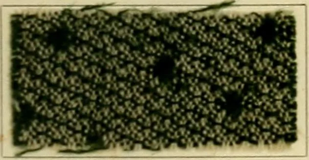 An illustration from Garment dyeing. Cassella Color Company (American branch of Leopold Cassella & Co.), 1910, leaf 25