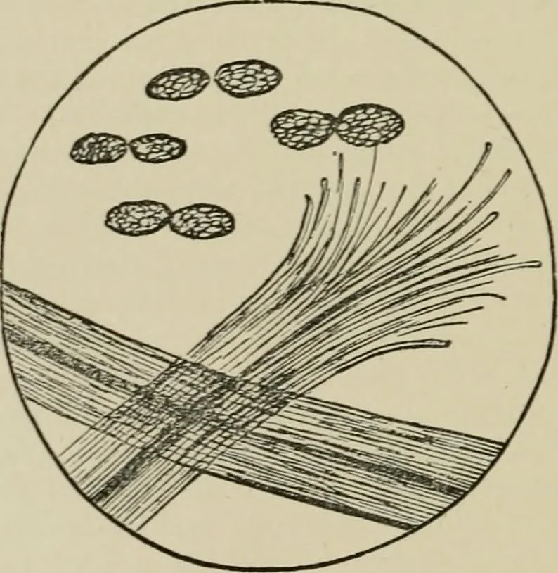 An illustration from Garment dyeing and cleaning : a practical book for practical men, 1901, leaf 32