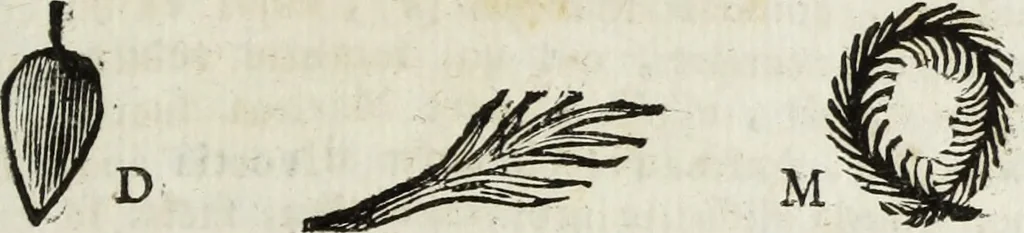 An illustration from Gasparis Aloysii Oderici ... Dissertationes et adnotationes in aliquot ineditas veterum inscriptiones et numismata accedunt inscriptiones et monumenta quae extant in bibliotheca monachorum camaldulensium S. Gregorii in Monte Coelio explicationibvs illvstrata, 1765, leaf 248