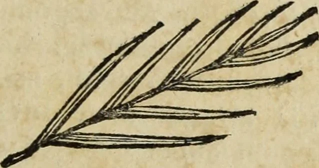 An illustration from Gasparis Aloysii Oderici ... Dissertationes et adnotationes in aliquot ineditas veterum inscriptiones et numismata accedunt inscriptiones et monumenta quae extant in bibliotheca monachorum camaldulensium S. Gregorii in Monte Coelio explicationibvs illvstrata, 1765, leaf 74