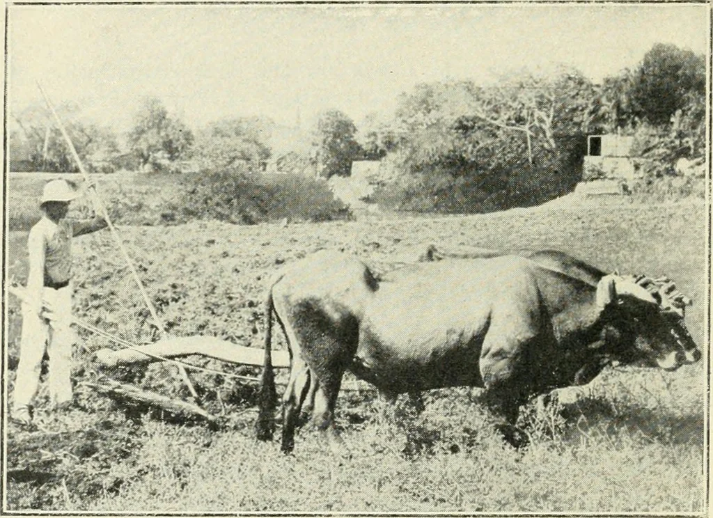 An illustration from The modern gas tractor, its construction, utility, operation and repair; a practical treatise defining every branch of up-to-date gas tractor engineering, driving and maintenance in a non-technical manner. Considers fully all types of power plants and their components, methods of drive and speed changing mechanisms. Describes design and construction of all parts, their installation and adjustment as well as practical application of tractors in the field, 1914, leaf 26