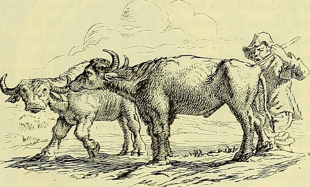 An illustration from Gazette des beaux-arts, 1859, leaf 164