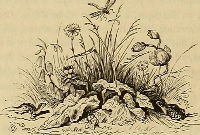 An illustration from Gazette des beaux-arts, 1859, leaf 118