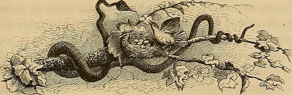 An illustration from Gazette des beaux-arts, 1859, leaf 305