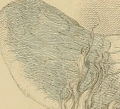An illustration from Gazette des beaux-arts, 1859, leaf 87